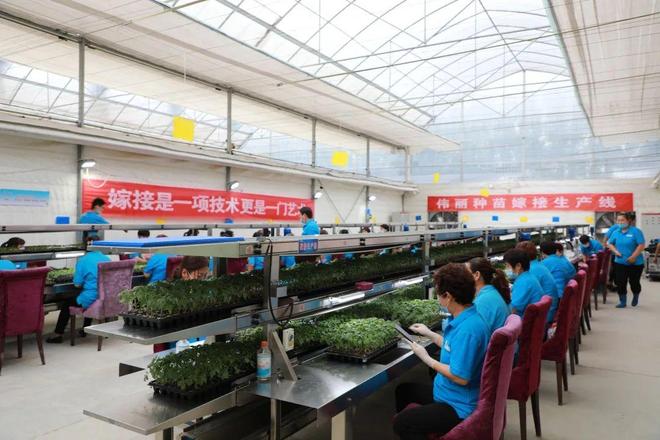 喜報(bào)！山東六家單位榮膺“全國(guó)巾幗現(xiàn)代農(nóng)業(yè)科技示范基地”，引領(lǐng)技術(shù)推廣服務(wù)新風(fēng)尚